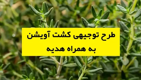 طرح توجیهی کشت آویشن