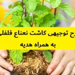 طرح توجیهی کاشت نعناع فلفلی