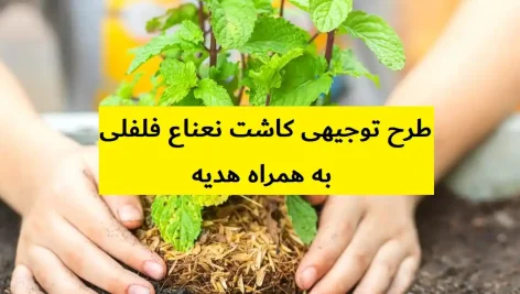 طرح توجیهی کاشت نعناع فلفلی