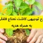 طرح توجیهی کاشت نعناع فلفلی