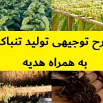 طرح توجیهی تولید تنباکو