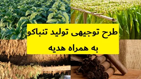 طرح توجیهی تولید تنباکو
