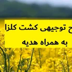 طرح توجیهی کشت کلزا