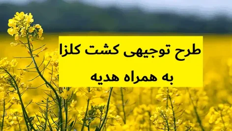 طرح توجیهی کشت کلزا