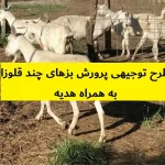 طرح توجیهی پرورش بزهای چند قلوزا