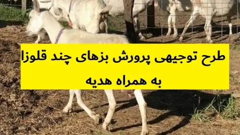 طرح توجیهی پرورش بزهای چند قلوزا