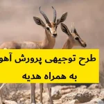 طرح توجیهی پرورش آهو