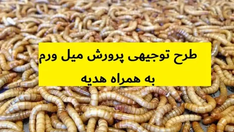 طرح توجیهی پرورش میل ورم