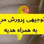 طرح توجیهی پرورش مرغ عشق