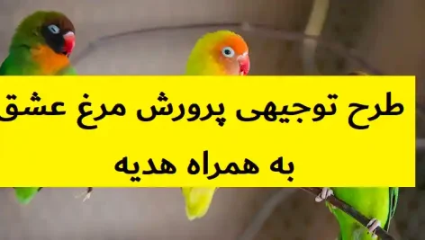 طرح توجیهی پرورش مرغ عشق