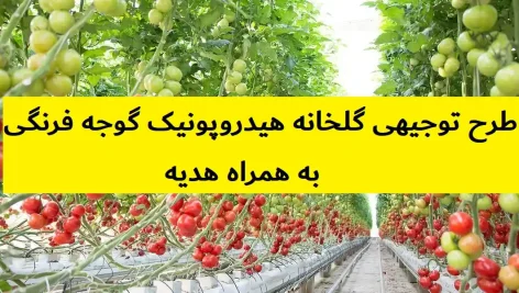 طرح توجیهی گلخانه هیدروپونیک گوجه فرنگی
