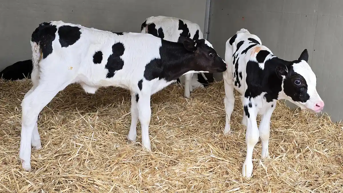 پرواربندی گوساله ، مشکلات و جذابیت ها