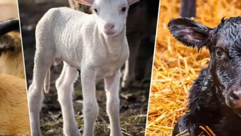 پرواربندی گوساله بهتره یا بره + بررسی دقیق