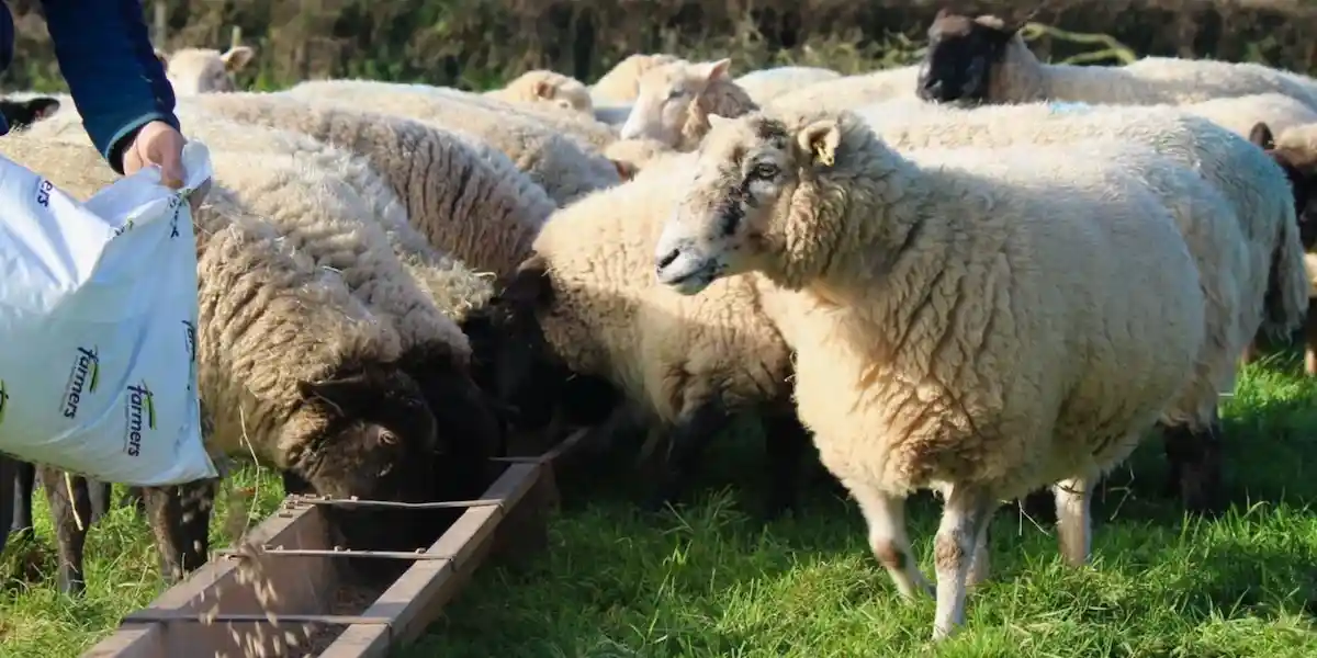 پرواربندی بره ، جذابیت ها و مشکلات