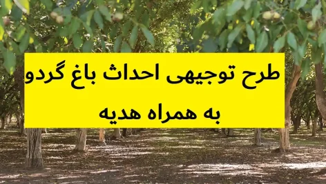 طرح توجیهی احداث باغ گردو