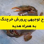 طرح توجیهی پرورش خرچنگ