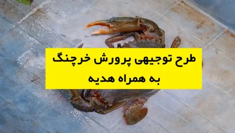 طرح توجیهی پرورش خرچنگ