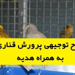 طرح توجیهی پرورش قناری