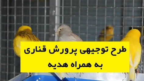 طرح توجیهی پرورش قناری