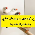 طرح توجیهی پرورش فنچ