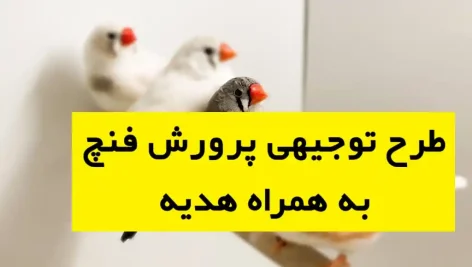 طرح توجیهی پرورش فنچ