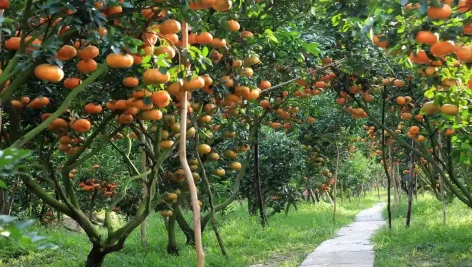 طراحی باغ میوه | اصول و اشتباهات رایج